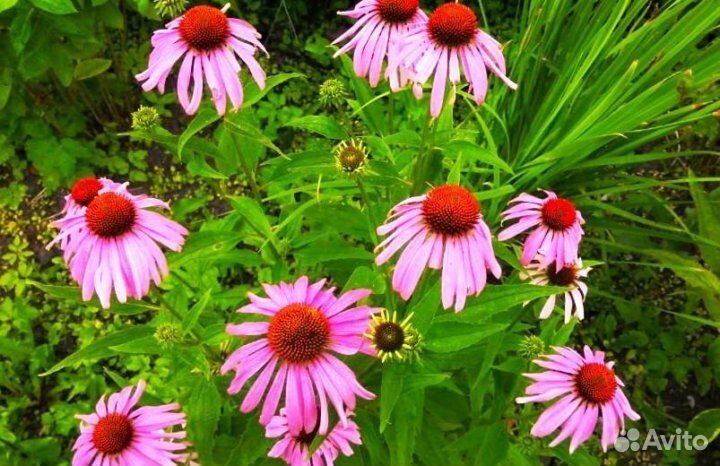 Многолетники