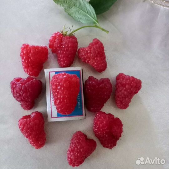 Саженцы малины