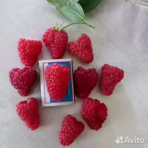 Саженцы малины