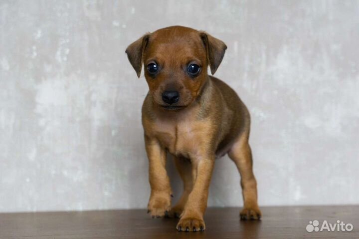 Огонечек мальчишка