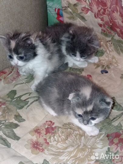 Шотландские вислоухие котята