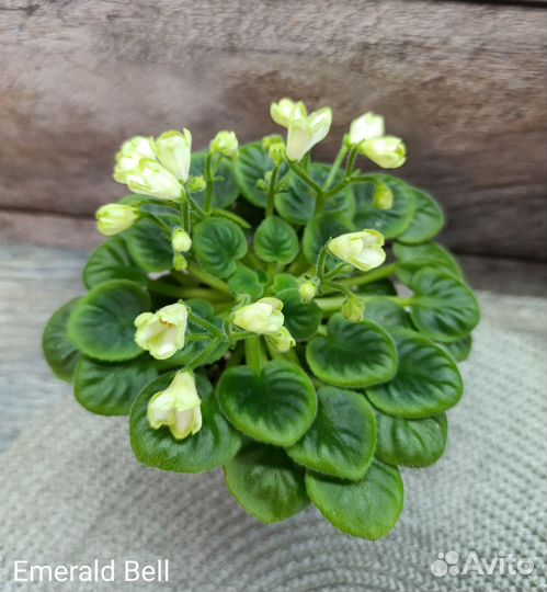 Мини фиалочки