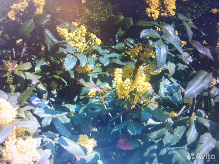 Магония падуболистная