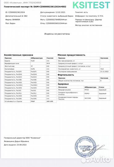 Баран породы дорпер