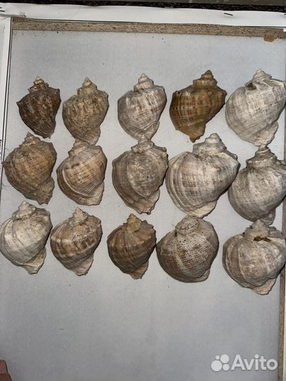 Ракушки раковины морские пакетом