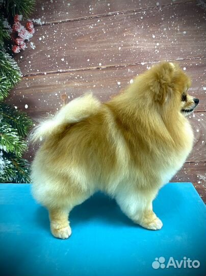 Стрижка собак и кошек груминг