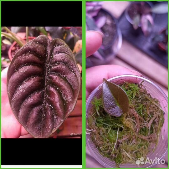 Алоказии детки