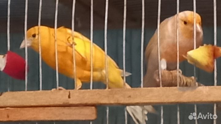 Канарейки