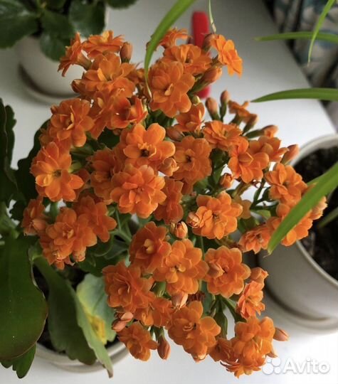 Комнатные цветы каланхоэ