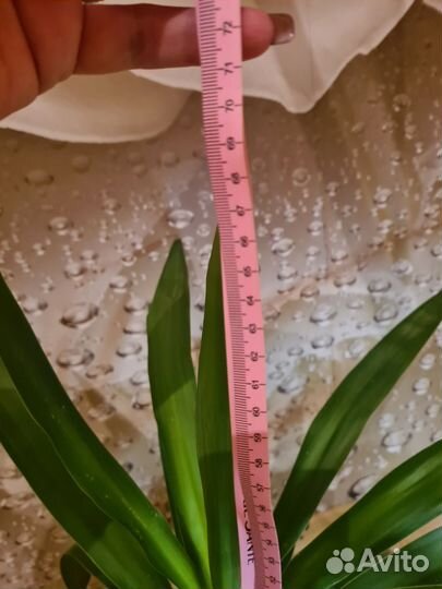 Шефлера,Юка комнатная