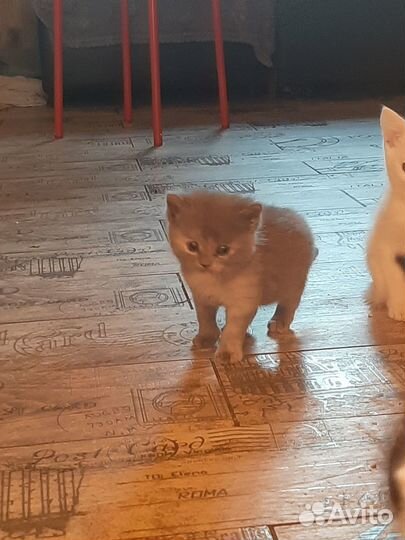 Отдам в добрые руки