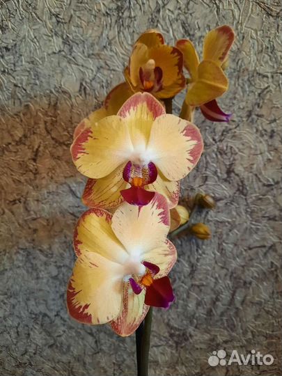 Орхидея фаленопсис, пелорик