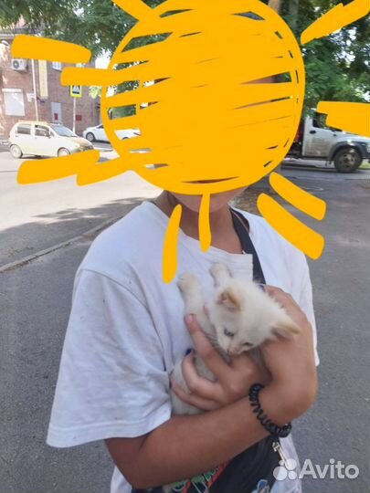 Отдам котика в добрые руки
