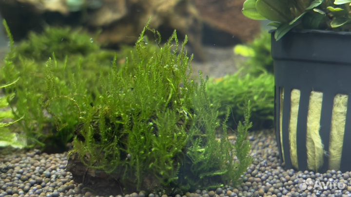 Аквариумные растения, мхи, буцефаландры, анубиас
