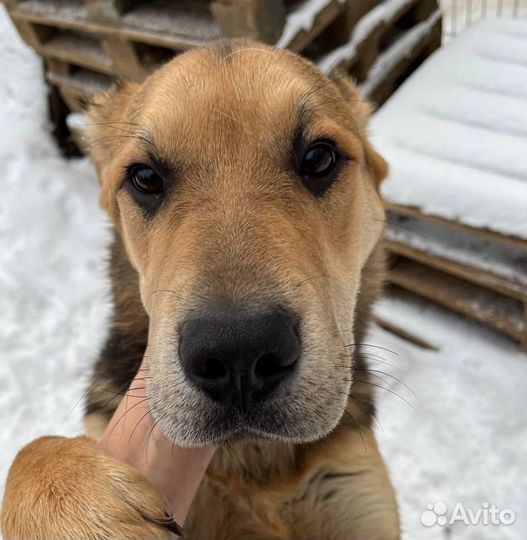 Валли плохо в приюте. Спасите его оттуда