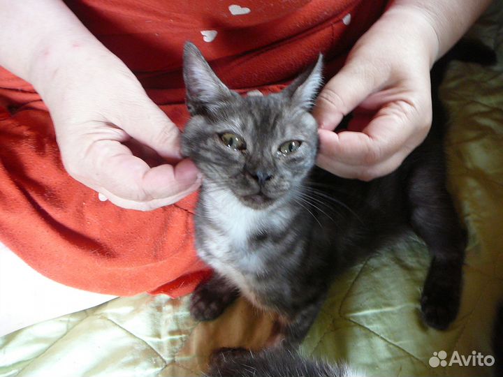 Милые котята для добрых хозяев