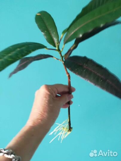 Кодиеум кротон