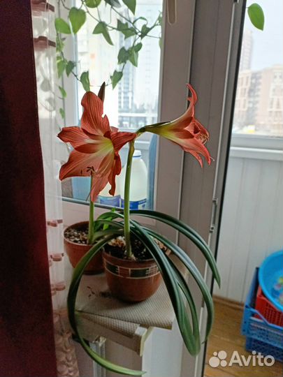 Гиппеаструм (Hippeastrum)