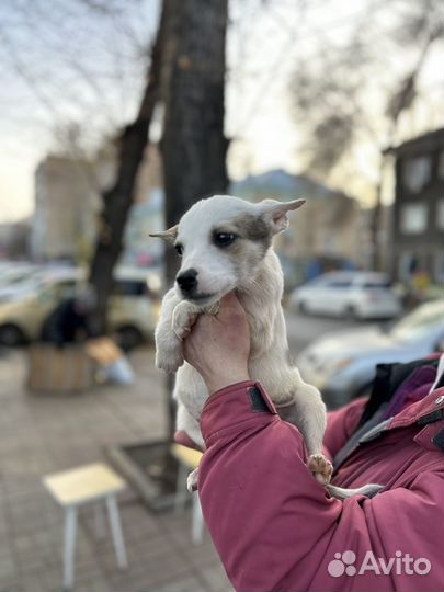 Отдам в добрые руки