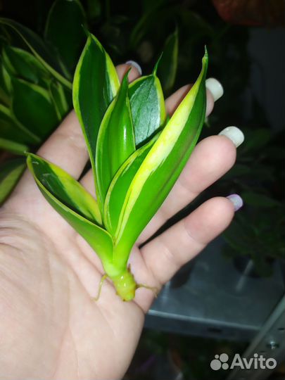 Сансевьерия Ханни Крео
