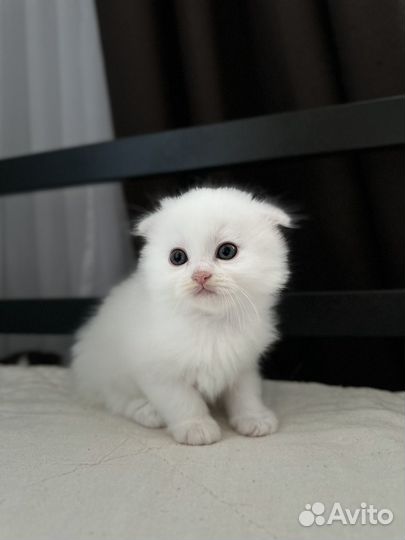 Вислоухий котёнок