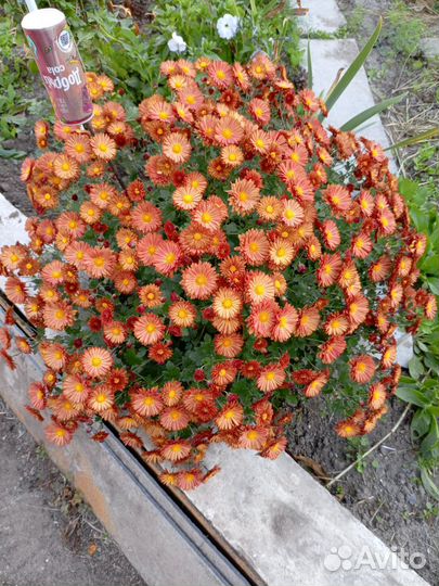 Мультифлора и хризантема