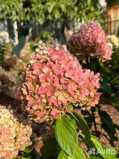 Гортензия метельчатая