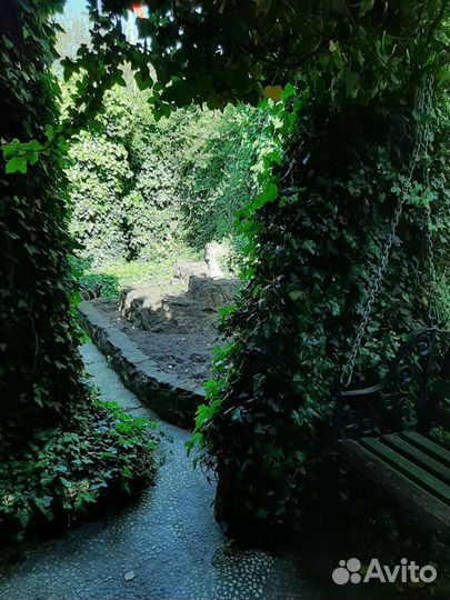 Плющ морозостойкий, черенки с корнями