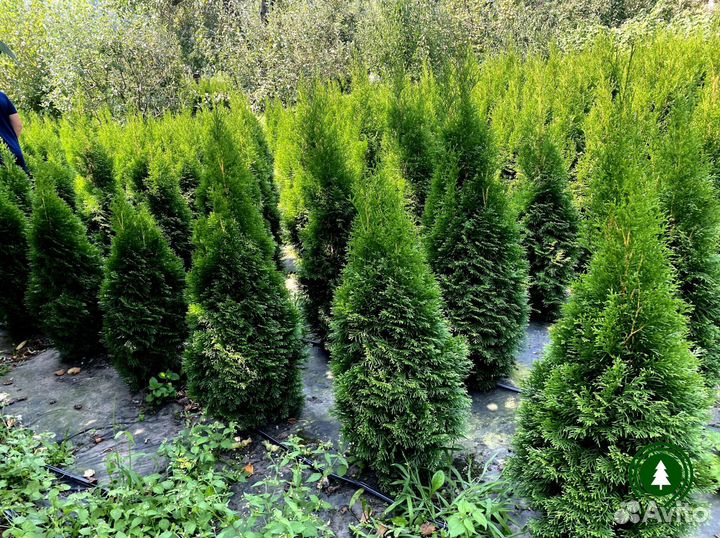 Туя для живой изгороди