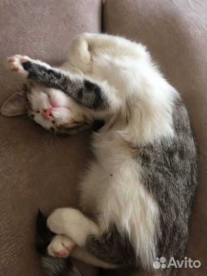 Отдам котёнка в добрые руки