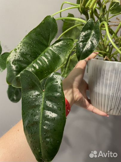 Филодендрон бурле макс