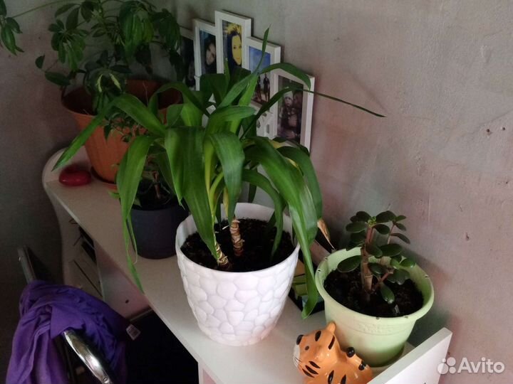 Диффенбахия, спатифилиум