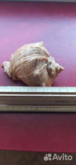 Морские ракушки раковины