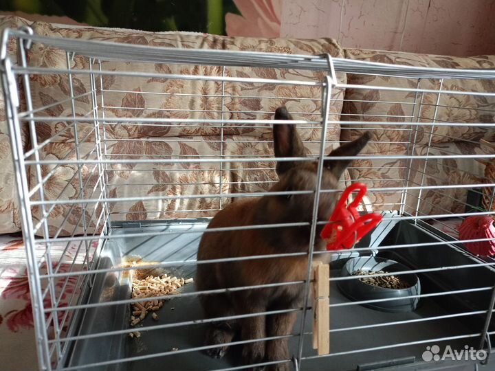 Декоративные карликовые кролики