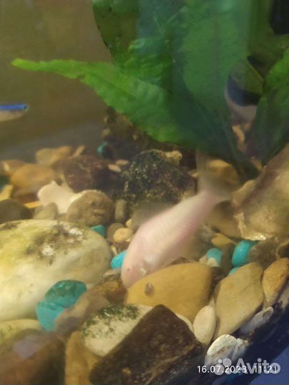 Аквариумные рыбки