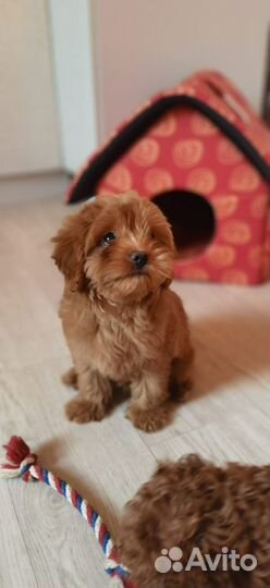 Красно-коричневые куклы Мальтипу