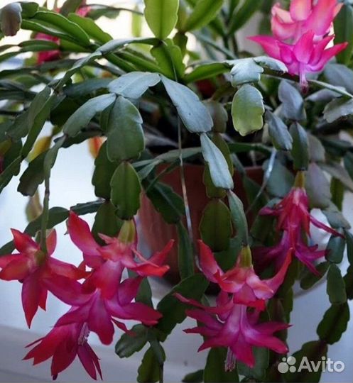 Декабрист шлюмбергера белый, розовый, двуцветный