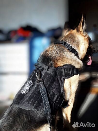 Поводок с амортизатором для крупных собак