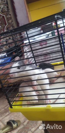 Дамбо девочка