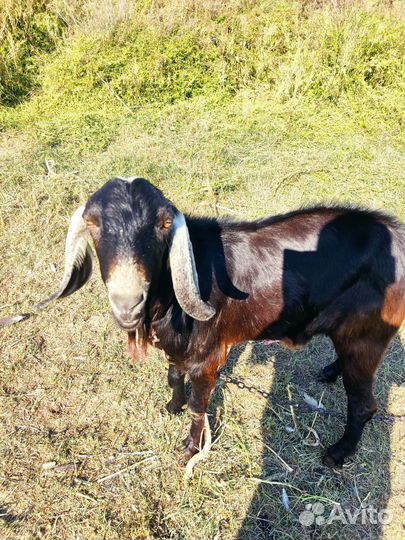 Коза,козлята,баранчик и нубийский козел на вязку