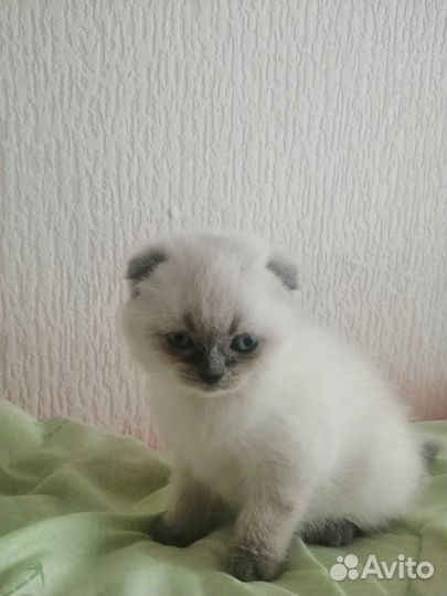 Шотландская