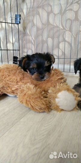 Йоркширские красавчики