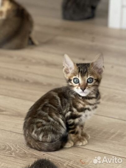 Бенгальский котёнок