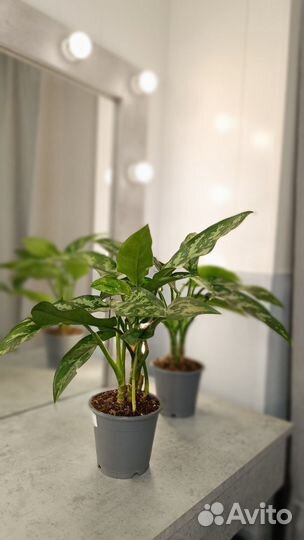 Комнатные цветы