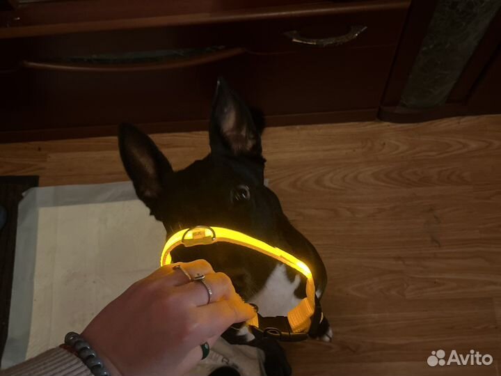 Светящийся ошейник новый xs