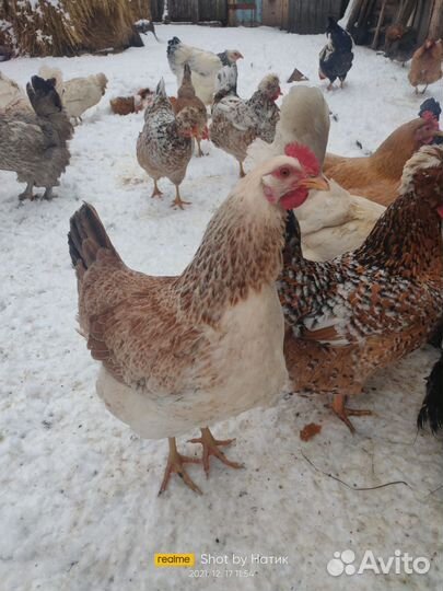 Яйцо инкубационное