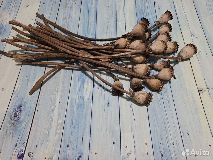 Декор,сухоцветы