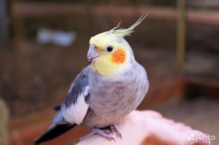 Карелл-Красавчик