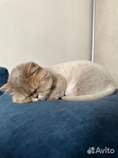 Кошка