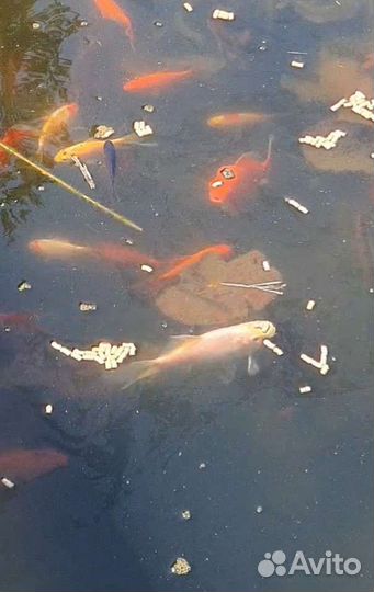Рыба для пруда